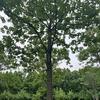 清墨红茶头像