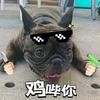 我的哈猪咪皮猪猪头像