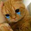 榴莲猫meme日常头像