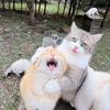 猫狗日记（搞笑版）头像