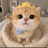 小壹看剧头像