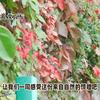 宣纸牛油果头像