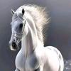 一匹黑马头像