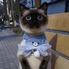 暹罗猫管家《肉丁》蓝猫妹妹头像