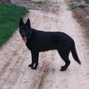 鹿邑张店镇东德牧羊犬爱好者（黑狗马犬）头像