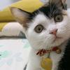三花小淘猫头像