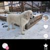 大白熊犬头像