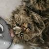 胖猫怪谈头像