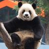渝来渝可爱头像