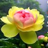 芹姐头像
