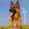 一帆风顺。头像