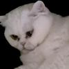 小白一只猫。头像