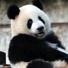 虫洞熊猫馆头像