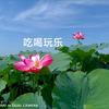 鸽子头像