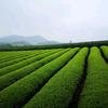陆鑫学茶头像