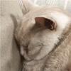 查  无  此  猫头像