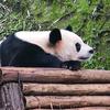 橘子泡🐼头像