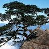雪山独松头像