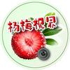 杨梅视界头像