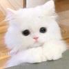 蛋仔^奶猫头像
