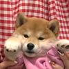 小牧动漫头像