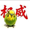 和平精英铁拳里什555（暑假在不更新）头像