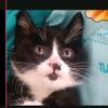 猫十三🐱头像