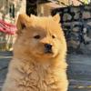 乡下客恩佳犬舍(中华田园犬全国包邮)头像