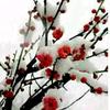 冰舞♛ 恋雪头像