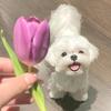化工小林头像