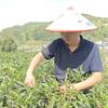 广东第一峰瑶家山茶头像