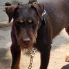 豫东猎梗犬舍头像