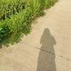 半夏～头像