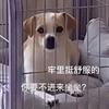 极御头像