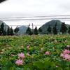 林头像