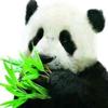 荆大侠头像