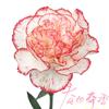 康乃馨头像
