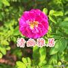 赠人玫瑰手留余香头像