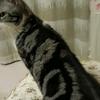 发财猫钱多多头像