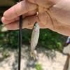 小墨路亚🎣头像