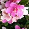 五瓣花头像
