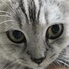 死小猫头像