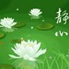 清洁莲花头像