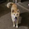 农村小詹记录田园犬生活头像