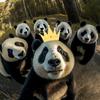 李老师说动物头像