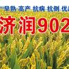 王庙种子公司头像