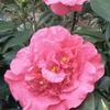 茶🌺之乡头像