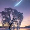 冬柳逝星头像