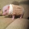 🧨²⁰²⁵🏮小猪🐷乖乖🏮头像