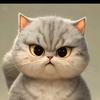大表哥养猫头像